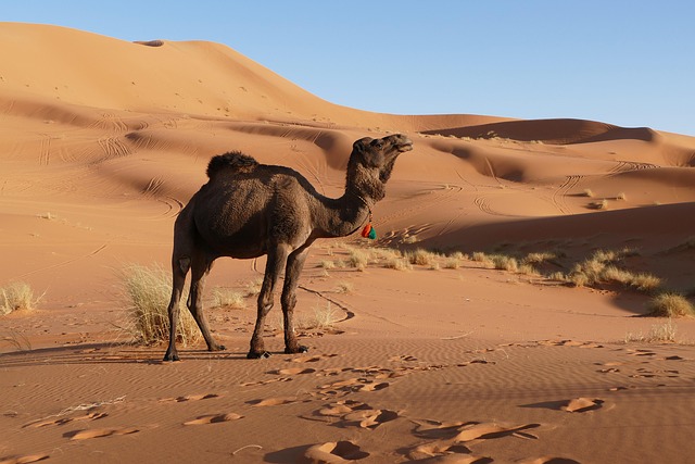 Experiencia en el desierto de Merzouga